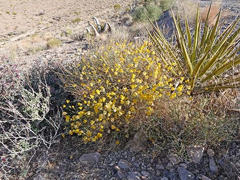 Whitestem Paperflower (Psilostrophe cooperi)