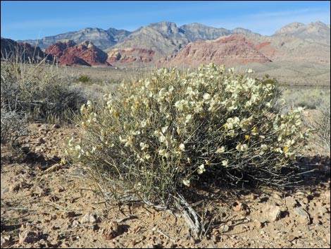 Whitestem Paperflower (Psilostrophe cooperi)