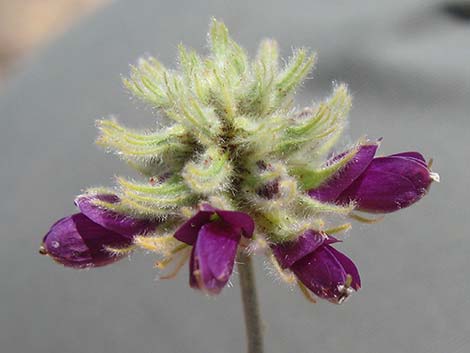 Dyebush (Psorothamnus emoryi)