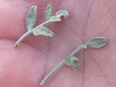 Fremont's Dalea (Psorothamnus fremontii)