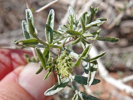 Fremont's Dalea (Psorothamnus fremontii)