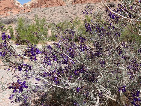 Fremont's Dalea (Psorothamnus fremontii)