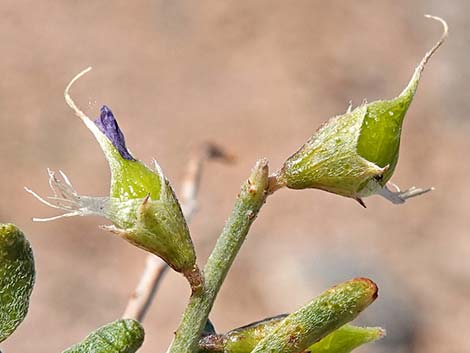 Fremont's Dalea (Psorothamnus fremontii)