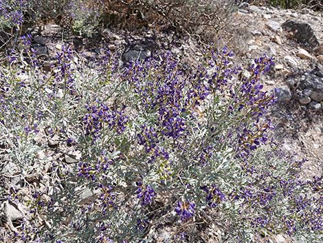 Fremont's Dalea (Psorothamnus fremontii)