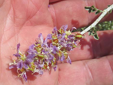 Fremont's Dalea (Psorothamnus fremontii)