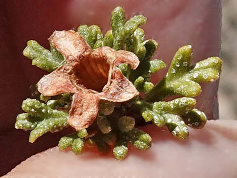 Desert Bitterbrush (Purshia glandulosa)