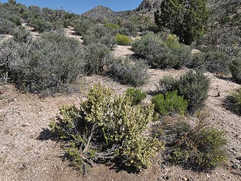 Desert Bitterbrush (Purshia glandulosa)