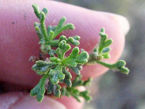 Stansbury Cliffrose (Purshia stansburiana)