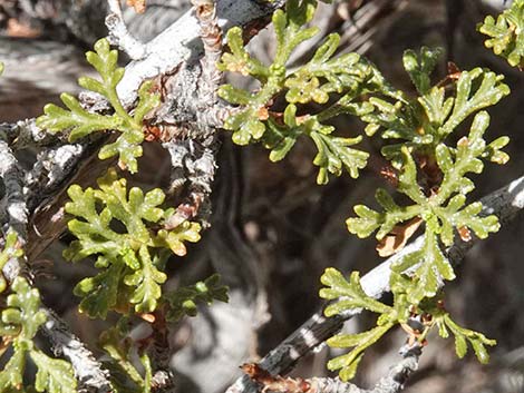 Stansbury Cliffrose (Purshia stansburiana)