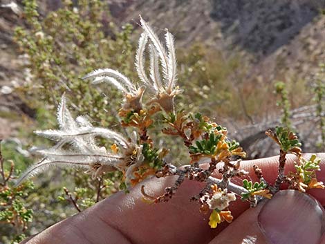 Stansbury Cliffrose (Purshia stansburiana)