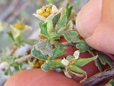 Antelope Bitterbrush (Purshia tridentata)