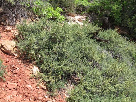 Antelope Bitterbrush (Purshia tridentata)