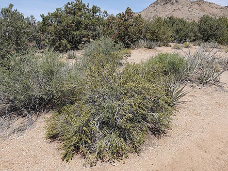 Antelope Bitterbrush (Purshia tridentata)