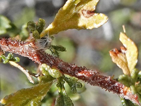 Antelope Bitterbrush (Purshia tridentata)