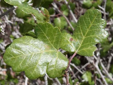 Skunkbush Sumac (Rhus trilobata)