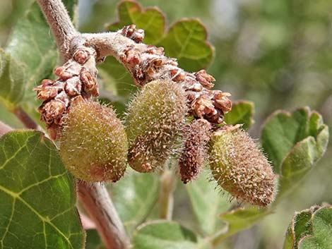 Skunkbush Sumac (Rhus trilobata)