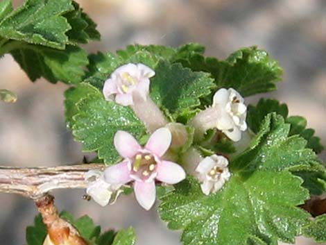 Wax Currant (Ribes cereum)