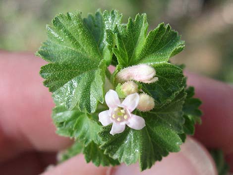 Wax Currant (Ribes cereum)