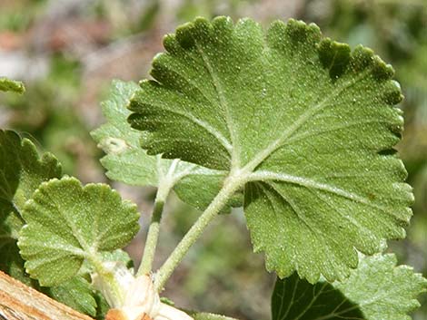 Wax Currant (Ribes cereum)