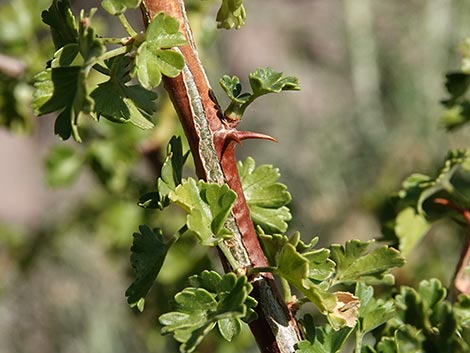 Desert Gooseberry (Ribes velutinum)