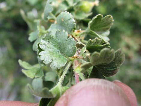 Desert Gooseberry (Ribes velutinum)