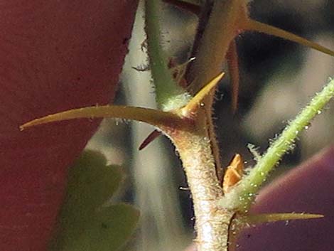 Desert Gooseberry (Ribes velutinum)