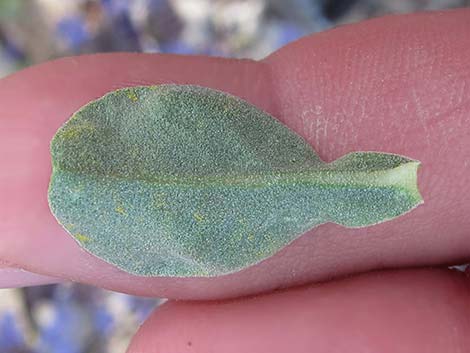 Purple Sage (Salvia dorrii)