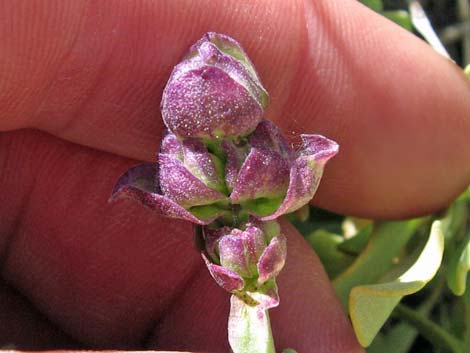 Mt. Charleston Purple Sage (Salvia dorrii dorrii var. clokeyi)