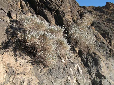 Death Valley Sage (Salvia funerea)