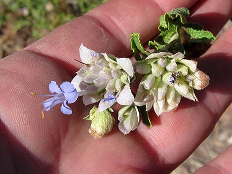 Mojave Sage (Salvia mohavensis)