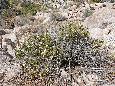 Mojave Sage (Salvia mohavensis)