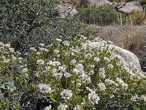 Mojave Sage (Salvia mohavensis)