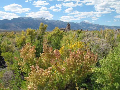 Greasewood (Sarcobatus vermiculatus)