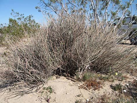 Desert Senna (Senna armata)