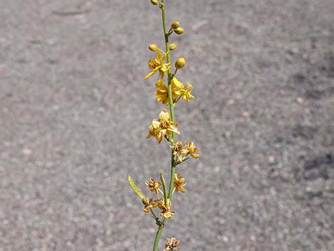 Desert Senna (Senna armata)