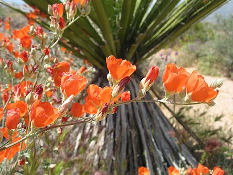 Desert Globemallow (Sphaeralcea ambigua)