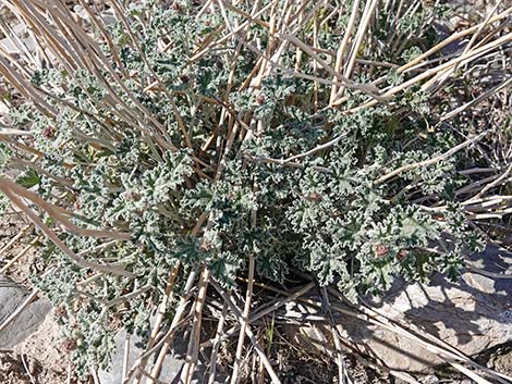 Desert Globemallow (Sphaeralcea ambigua)