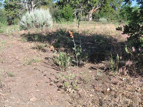 Gooseberryleaf Globemallow (Sphaeralcea grossulariifolia)