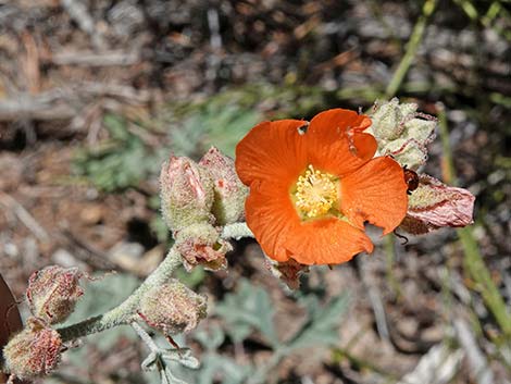 Gooseberryleaf Globemallow (Sphaeralcea grossulariifolia)