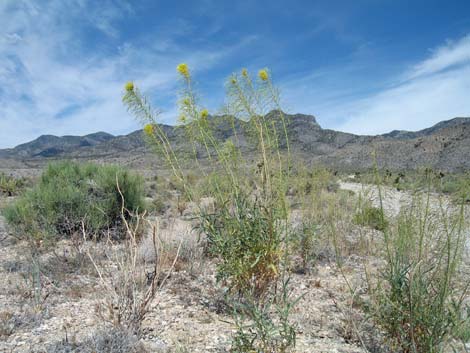 Desert Princesplume (Stanleya pinnata)