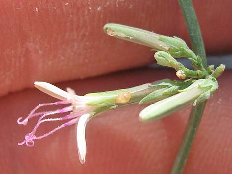 Brownplume Wirelettuce (Stephanomeria pauciflora)