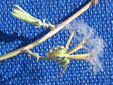 Brownplume Wirelettuce (Stephanomeria pauciflora)