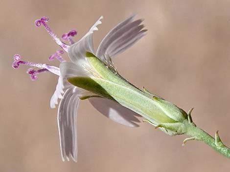 Brownplume Wirelettuce (Stephanomeria pauciflora)