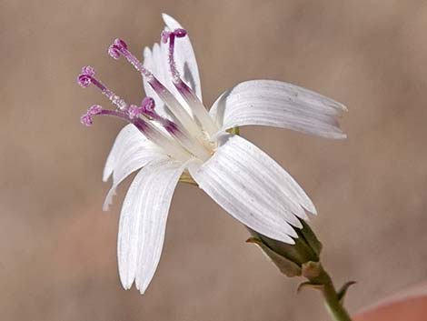 Brownplume Wirelettuce (Stephanomeria pauciflora)