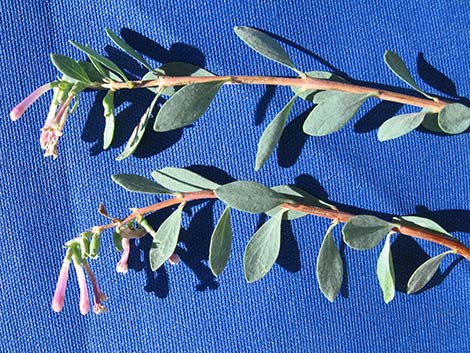 Desert Snowberry (Symphoricarpos longiflorus)