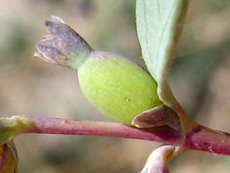 Desert Snowberry (Symphoricarpos longiflorus)