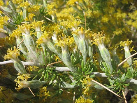 Longspine Horsebrush (Tetradymia axillaris)