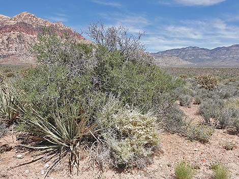 Longspine Horsebrush (Tetradymia axillaris)