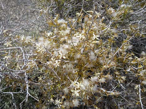 Longspine Horsebrush (Tetradymia axillaris)