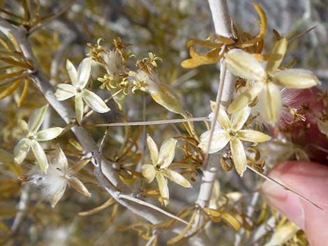 Longspine Horsebrush (Tetradymia axillaris)